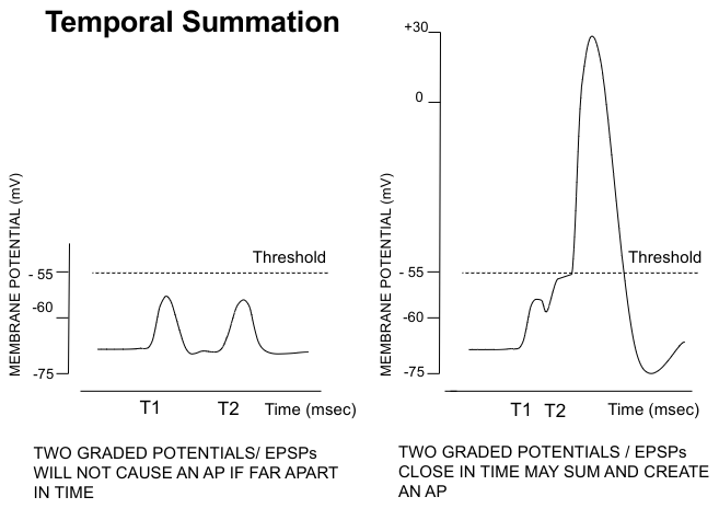 <p>2 EPSPs close in time can add, IPSP and EPSP can cancel out</p>
