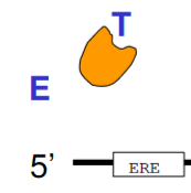 displaces estrogen, inactivates receptor