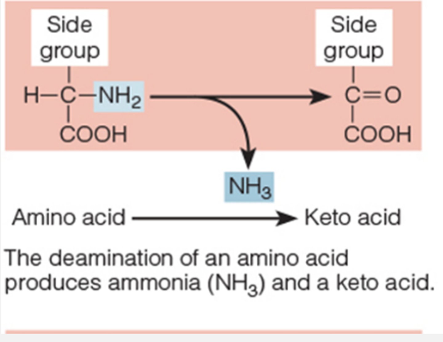 <p>to use for energy must remove N</p>