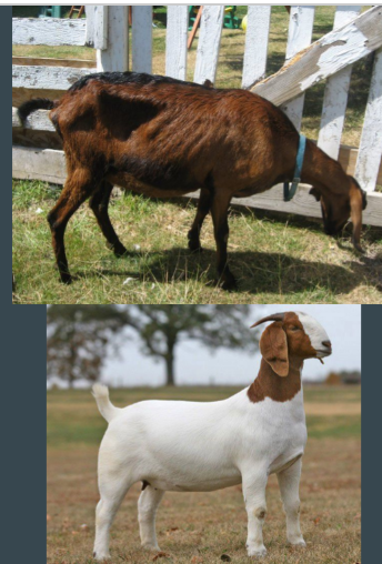<p>body condition score goats </p>