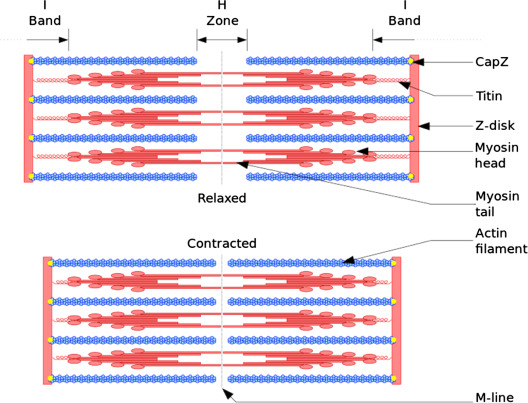 <p>skeletal muscle contraction requires interaction from several chemical and cellular components. It results from a movement within the myofibrils, in which the actin and myosin filaments slide past one another, shortening the sarcomeres— the muscle fiber shortens and pulls on attachment points</p>