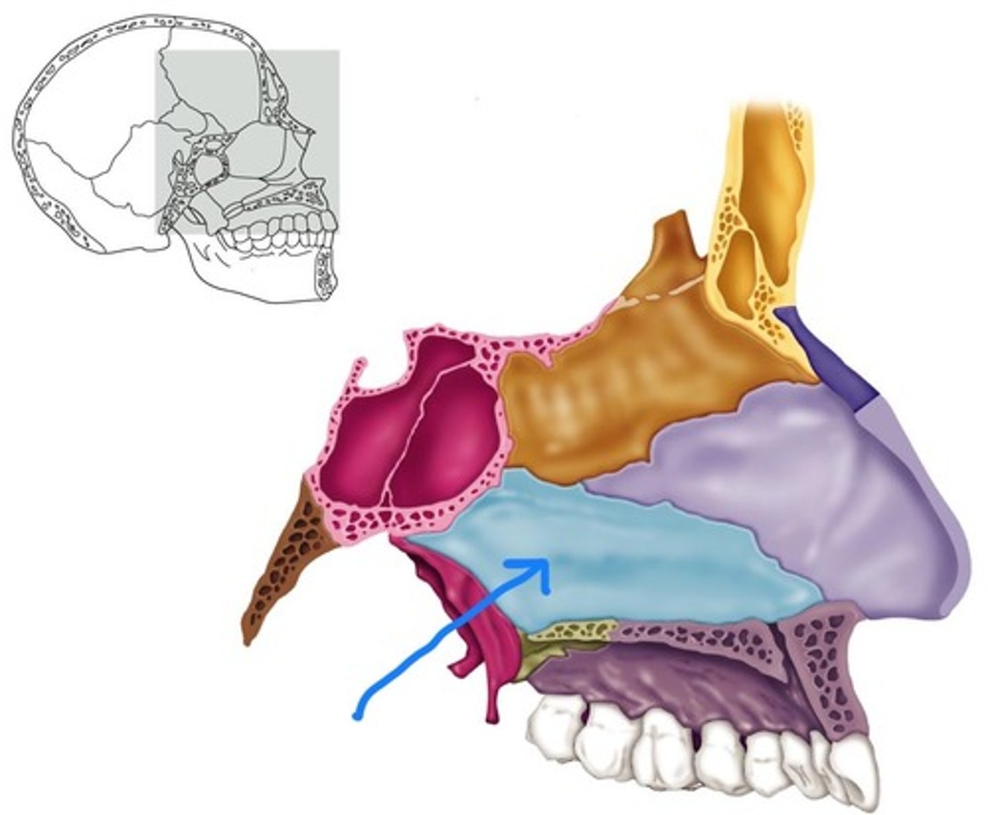 knowt flashcard image