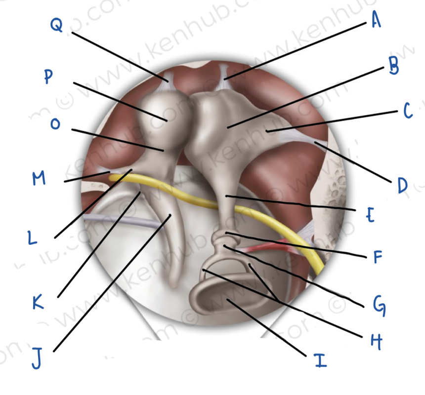 <p>Name the middle ear structure labeled L</p>