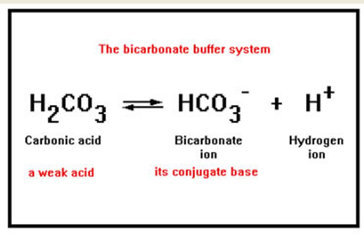 <p>Biological buffers maintain a stable pH in the body by neutralizing excess acids or bases (e.g., bicarbonate in blood).</p>