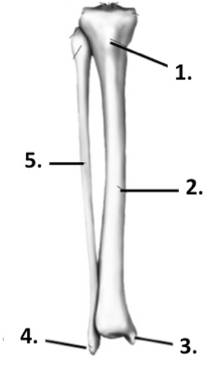 Label the structure at 1 (tibia + fibula)