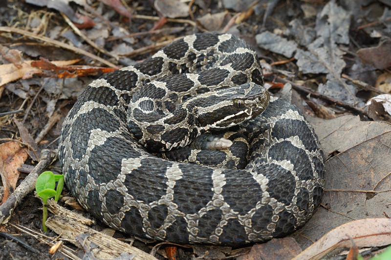 <p>Massasauga</p>