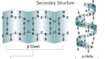 <ul><li><p>how r groups interact with each other</p></li><li><p>the first level of folding of polypeptides</p></li><li><p>alpha helix and beta-pleated helix held together by hydorgen bonds</p></li></ul>