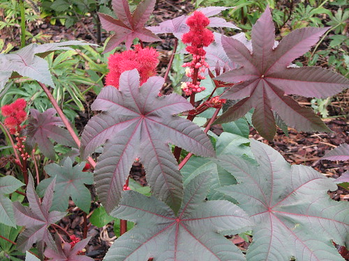 <p>Castor Bean (Euphorbiaceae)</p>