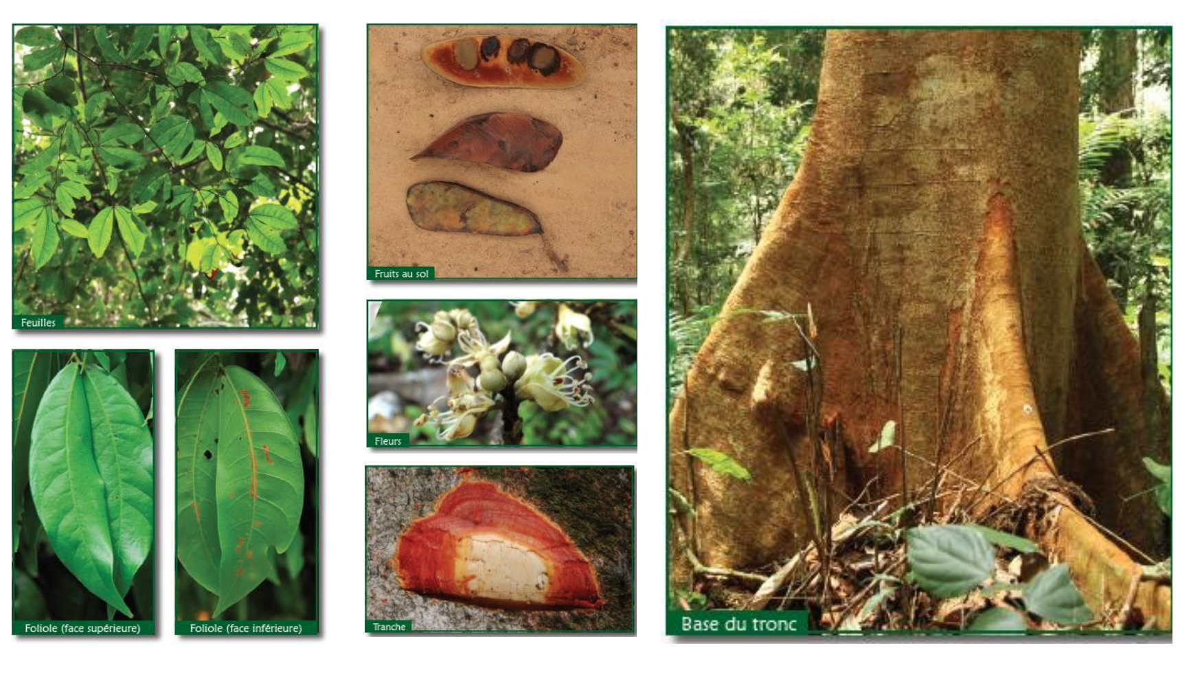 <p>A shade-tolerant tree with massive buttresses that can dominate mature rainforest and is known for its decorative “zebrawood.”</p>