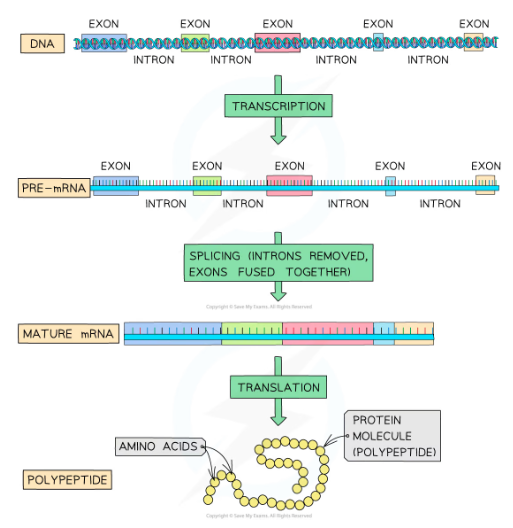 * Occurs before the pre-mRNA exits the nucleus
* The non-coding intron sections are removed
* The coding exon sections are joined together
* The resulting mRNA molecule contains **only the coding sequences** of the gene