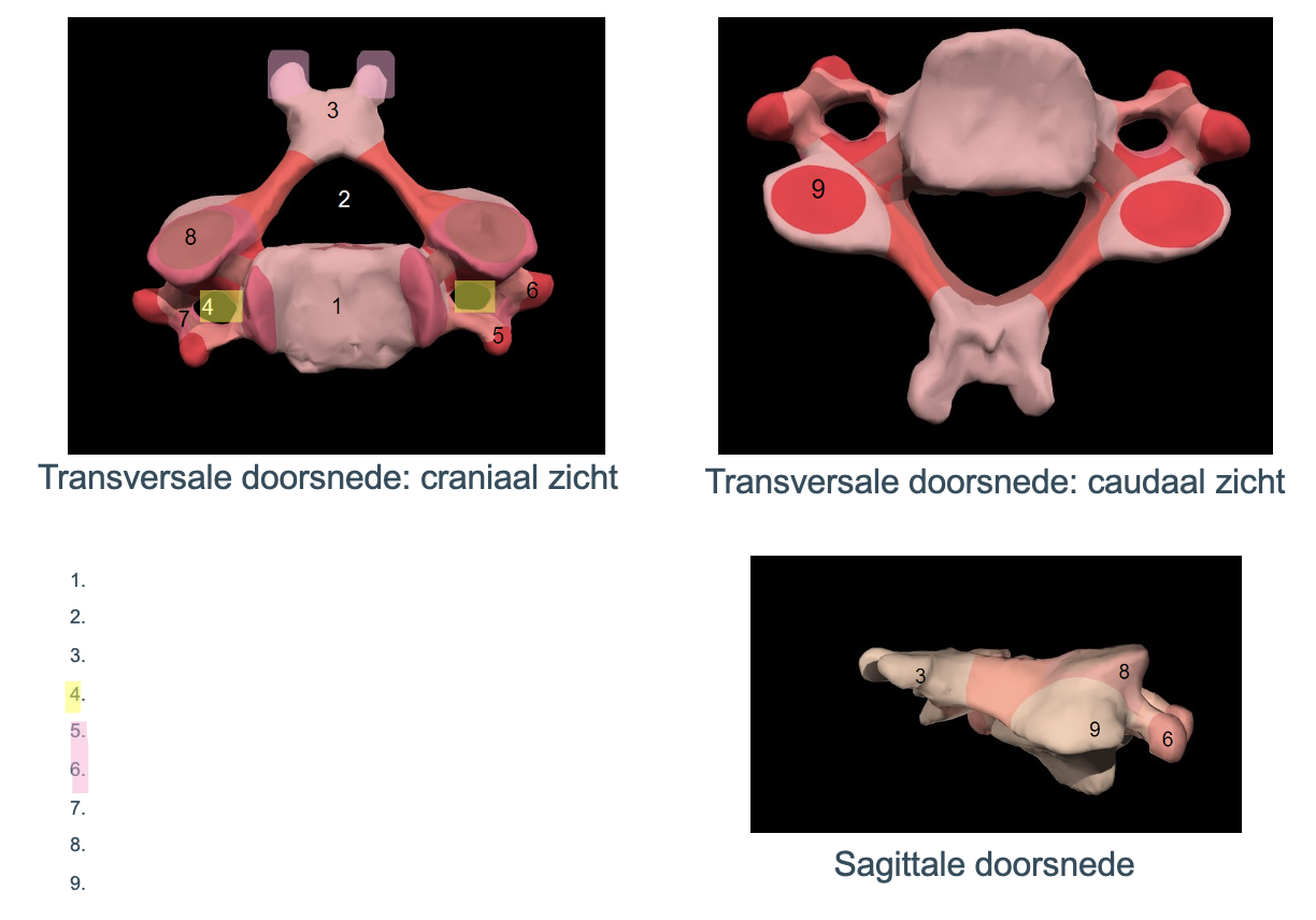 <p>opening waardoor de a. vertebralis naar de hersenen loopt (4)</p>