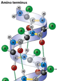 
1. occurs when there is H bonding between N-H and C=O groups in polypeptide backbone
2. R groups project AWAY from helix
3. can be amphipathic - both polar and nonpolar (happens when 1 side is polar and the other side is nonpolar)
