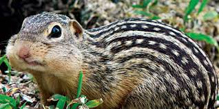 <p>Mammalia, Rodentia, Sciuridae</p><p></p>