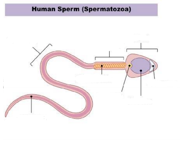 <p>Human Sperm</p>