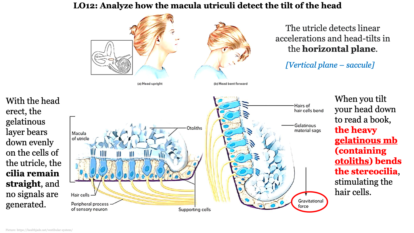 with the head erect, the gelatinous layer bears down evenly on the cells of the utricle, the cilia remain straight and no signals are generated 