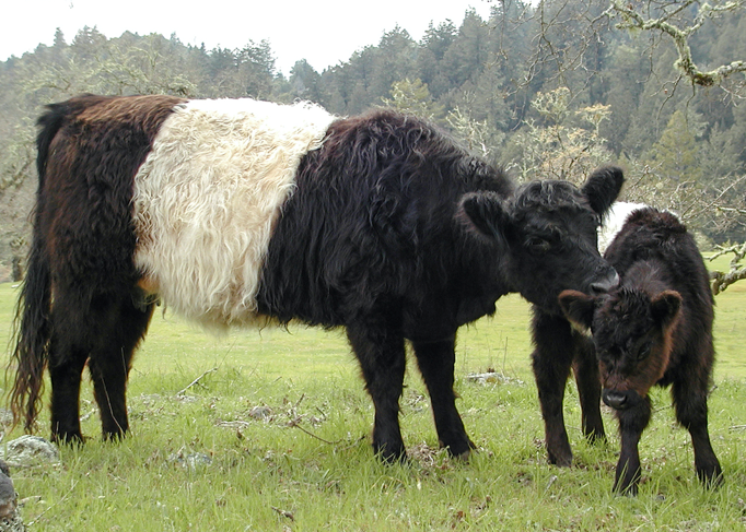 <p>What breed is this?</p>