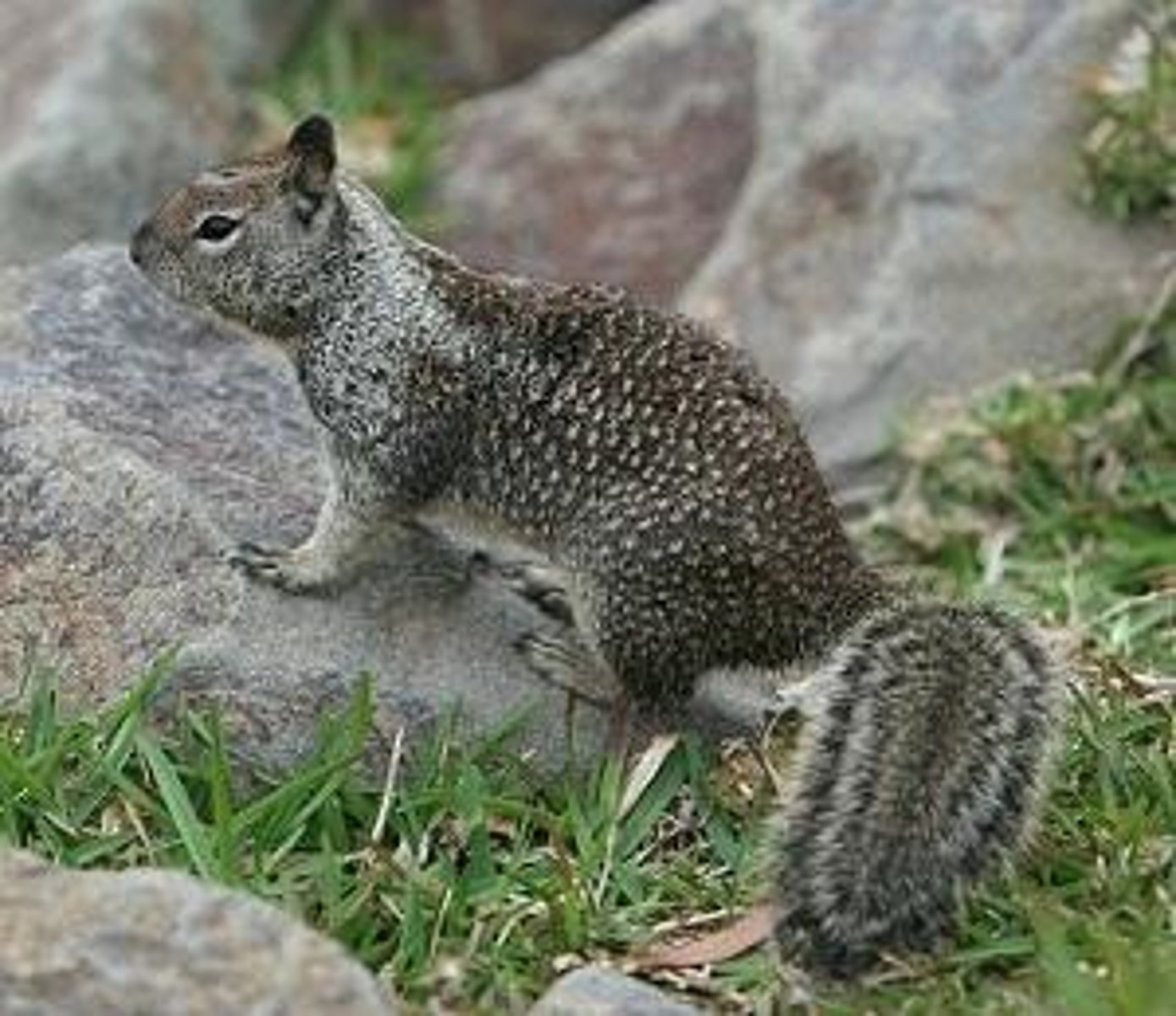 <p>California ground squirrel; Beechey ground squirrel, rock squirrel</p>
