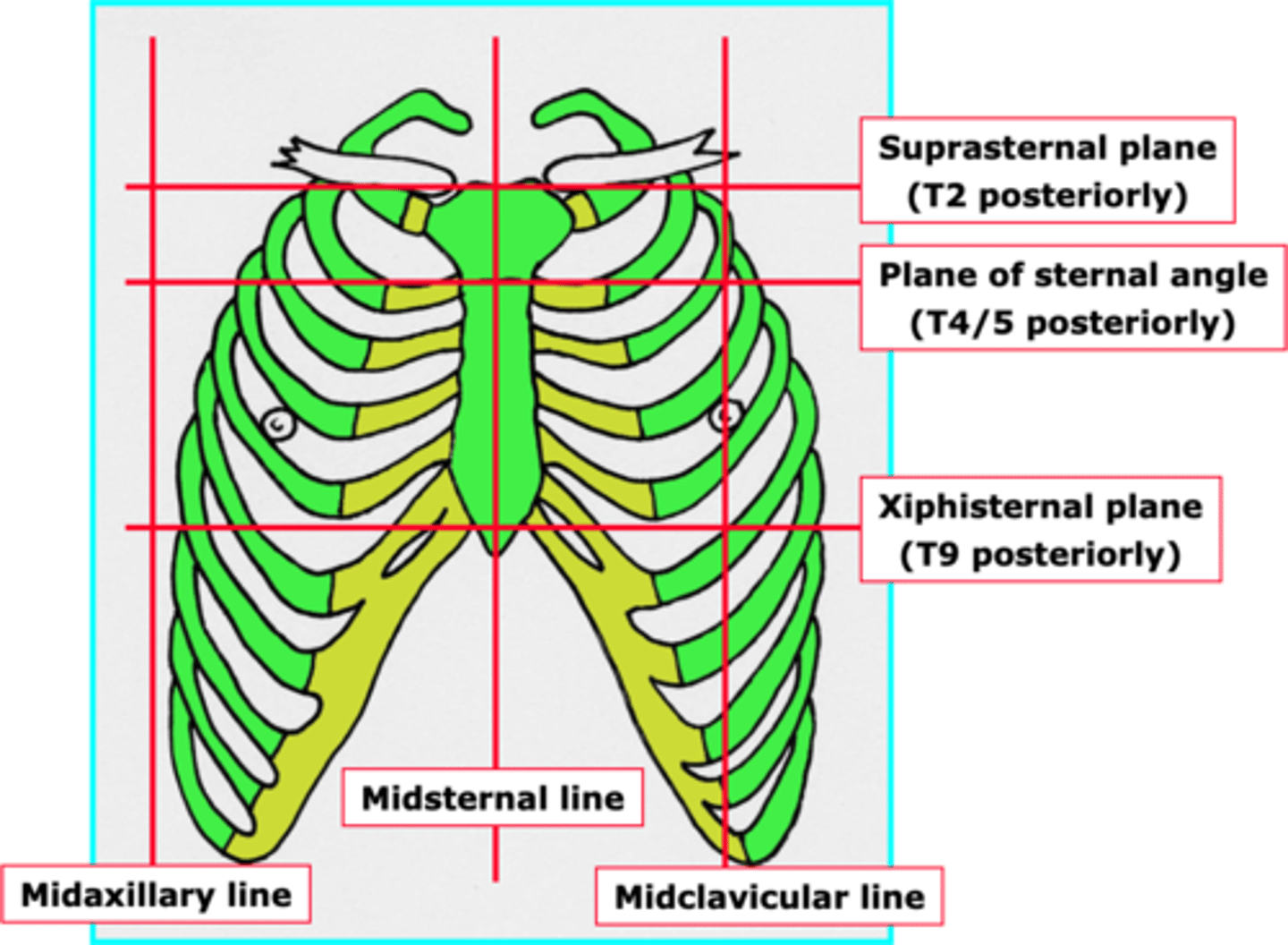 <p>1. In intercostal spaces.</p><p>2. Have 3 layers: external, internal and innermost.</p><p>3. Neurovascular bundles are located between the internal and innermost layers.</p><p>4. Important for respiration and keeping the intercostal space rigid.</p>
