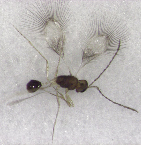 <p>mandibles exodont<br>head accordion like<br>club wings</p>