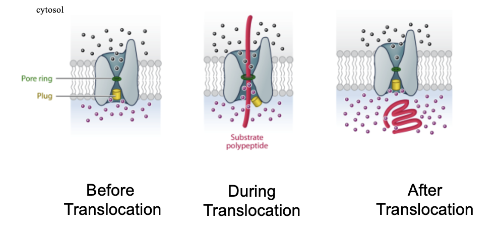 <ul><li><p>the pore is gated by a short helix(green) that keeps the channel closed</p></li><li><p>the pore opens when a polypeptide chain traverses the membrane</p></li><li><p>the pore ring is made of up 6 Ile’s (hydrophobic residues), that form a gasket around the polypeptide in transit</p></li><li><p>the structure allows for translocation and ion tight&nbsp;</p></li><li><p>hourglasss structure&nbsp;</p></li></ul><p></p>