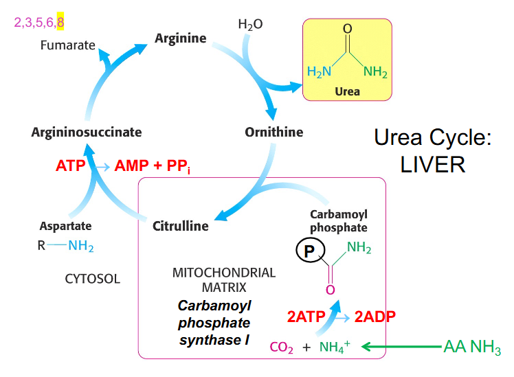 <p>Urea Cycle Components</p>