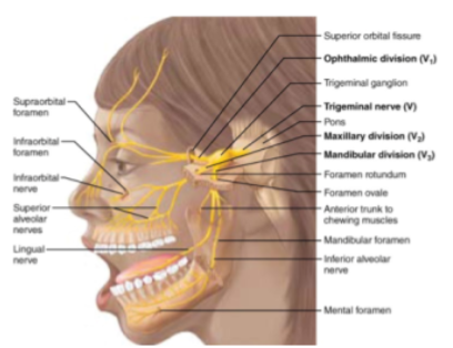 <p>—Motor nerve of chewing&nbsp; &nbsp; &nbsp; &nbsp; &nbsp; &nbsp; &nbsp; &nbsp; &nbsp; &nbsp; &nbsp; &nbsp; &nbsp; &nbsp; &nbsp; &nbsp; &nbsp; &nbsp; &nbsp; &nbsp; &nbsp; &nbsp; &nbsp; &nbsp; &nbsp; &nbsp; &nbsp; &nbsp; &nbsp; &nbsp; &nbsp; &nbsp; &nbsp; &nbsp; &nbsp; &nbsp; &nbsp; &nbsp; &nbsp; &nbsp; &nbsp; &nbsp; &nbsp; &nbsp; &nbsp; &nbsp; &nbsp; &nbsp; &nbsp; &nbsp; &nbsp; &nbsp; &nbsp; &nbsp; &nbsp; &nbsp; &nbsp; &nbsp; &nbsp; &nbsp; &nbsp; —Sensory nerve of forehead, scalp, and cheek</p>