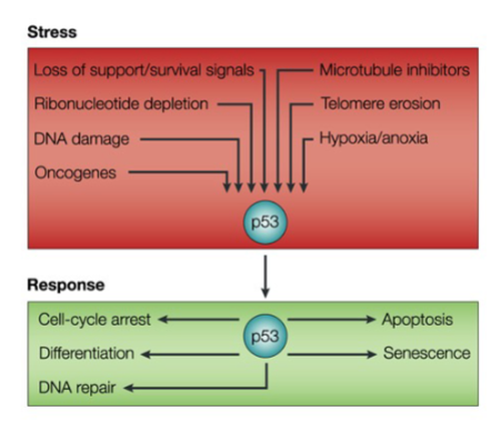 <p>It is a Transcription factor → Mediates Cellular stress signals</p>