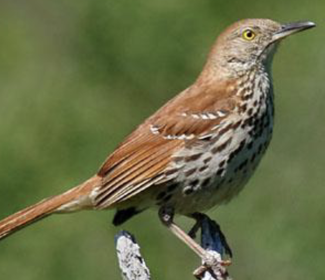 <p>what is the name of this bird </p>