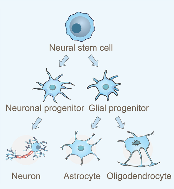 <p>Process of making specialised cells</p>