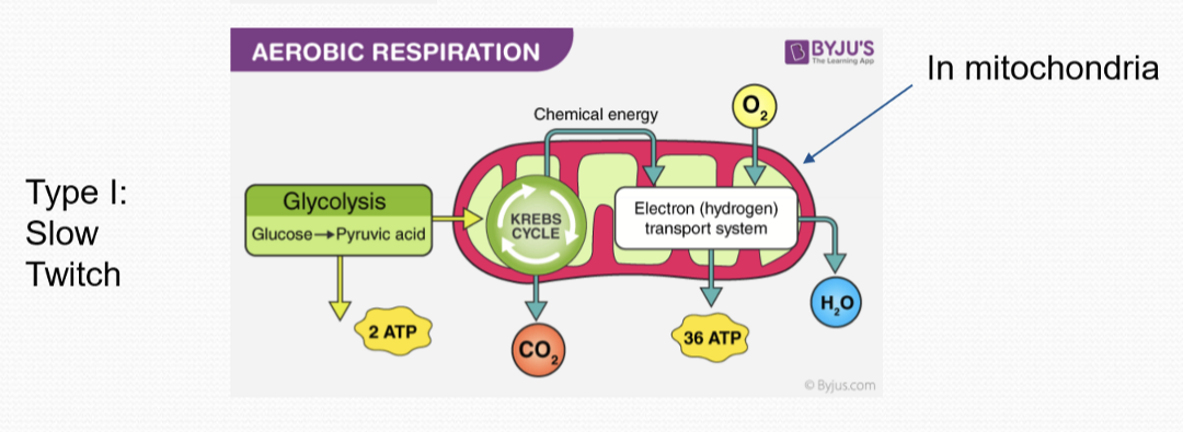 <p>Glucose is converted into pyruvic acid via glycolysis, which then undergoes the kreb cycle and ETC in the mitochondria.</p>
