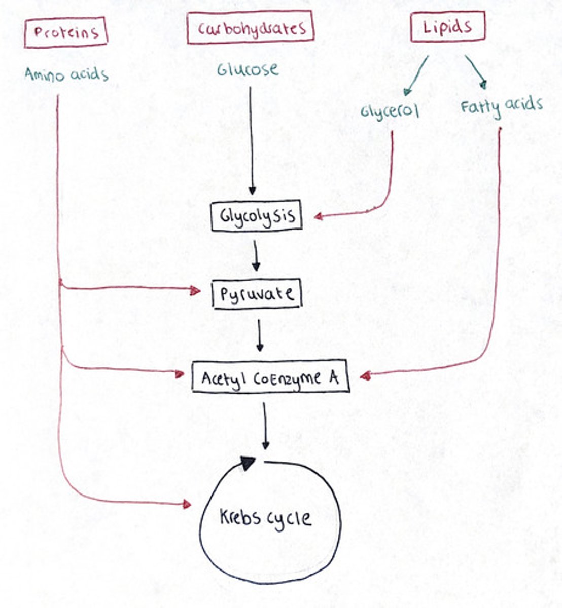 <p>Carbohydrates = Glycogen/starch forms glucose</p><p>Lipids = Fatty acids break down into 2x Acetyl CoA, then enter the Krebs cycle</p><p>Proteins = Proteins break down into amino acids, which are deaminated into pyruvate or Acetyl CoA</p>