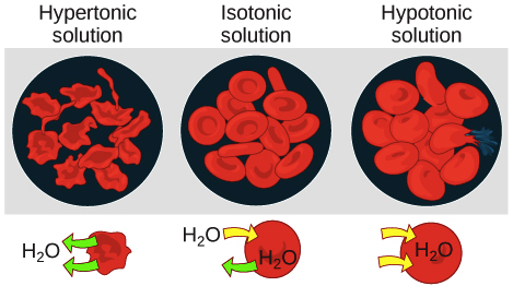 <p>Water potential is the same in the cell &amp; solution around it:</p><ul><li><p>water moves in &amp; out of cell equally, so cell remains same size</p><ul><li><p><strong>how to remember → think isoperfect, like ‘i’m so perfect’, so no change</strong></p></li></ul></li></ul><p></p>