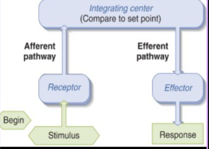 <ol><li><p>stimulus = DETECTABLE change in internal/external environment</p><ul><li><p>a change in a physiological parameter</p></li></ul></li><li><p><strong>receptor </strong>= detects stimulus</p></li><li><p>afferent pathway = takes signal from receptor to integrating center</p></li><li><p><strong>integrating center </strong>= compares signal to set point and decides what to do next</p><ul><li><p>can receive signals from many receptors at a time</p></li></ul></li><li><p>efferent pathway = takes signal from integrating center to effector</p></li><li><p><strong>effector </strong>= muscle or gland that carries out response</p></li><li><p>response = brings back environment to set point (in negative reflex arc at least)</p></li></ol><p></p><p>REMEMBER: A comes before E in alphabet → afferent BEFORE efferent</p><ul><li><p>note actual body parts/organs/glands/etc are bolded; others are more so processes or pathways, etc</p></li></ul><p></p>