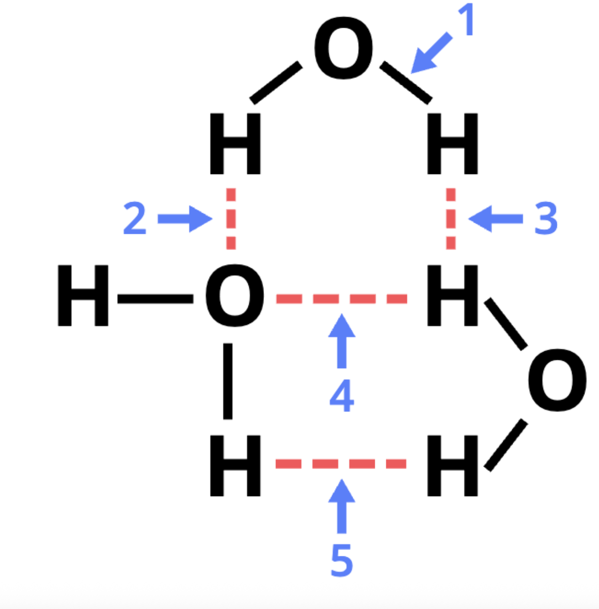 <p>the diagram below represents three water molecules interacting. five different labeled arrows (1 through 5) point to different places of the diagram. which arrows point to hydrogen bonds? (wouldn't use this image on the test...don't like dashed lines between H atoms for 3 and 5 that imply H bonds)</p>