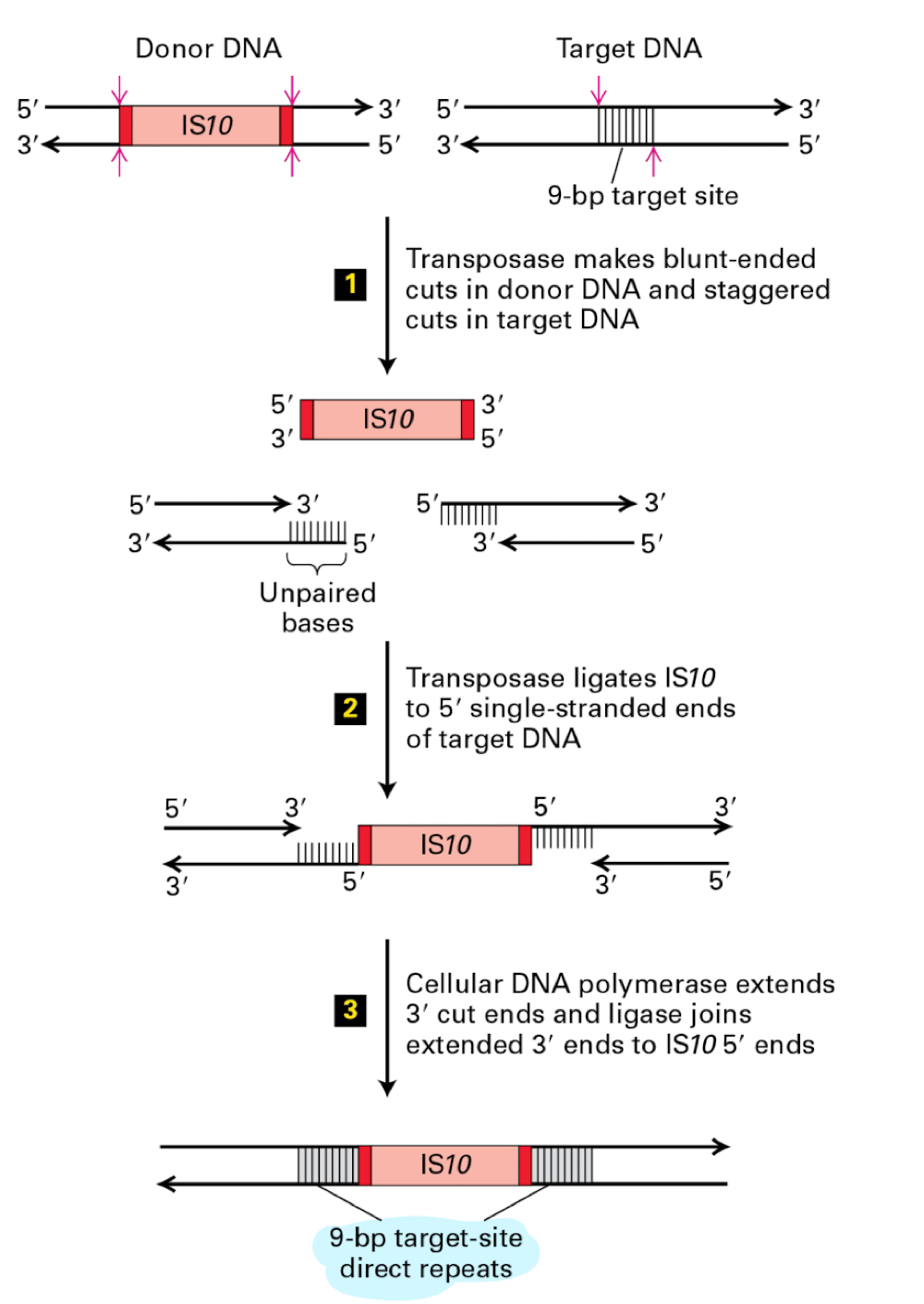 <ul><li><p>dna transposase is cut anx paste into new dna segment</p></li><li><p>target dna is cut to have sticky ends</p></li><li><p>donor dna is cut bluntly</p></li><li><p>causes 9bp duplication</p></li></ul><p></p>