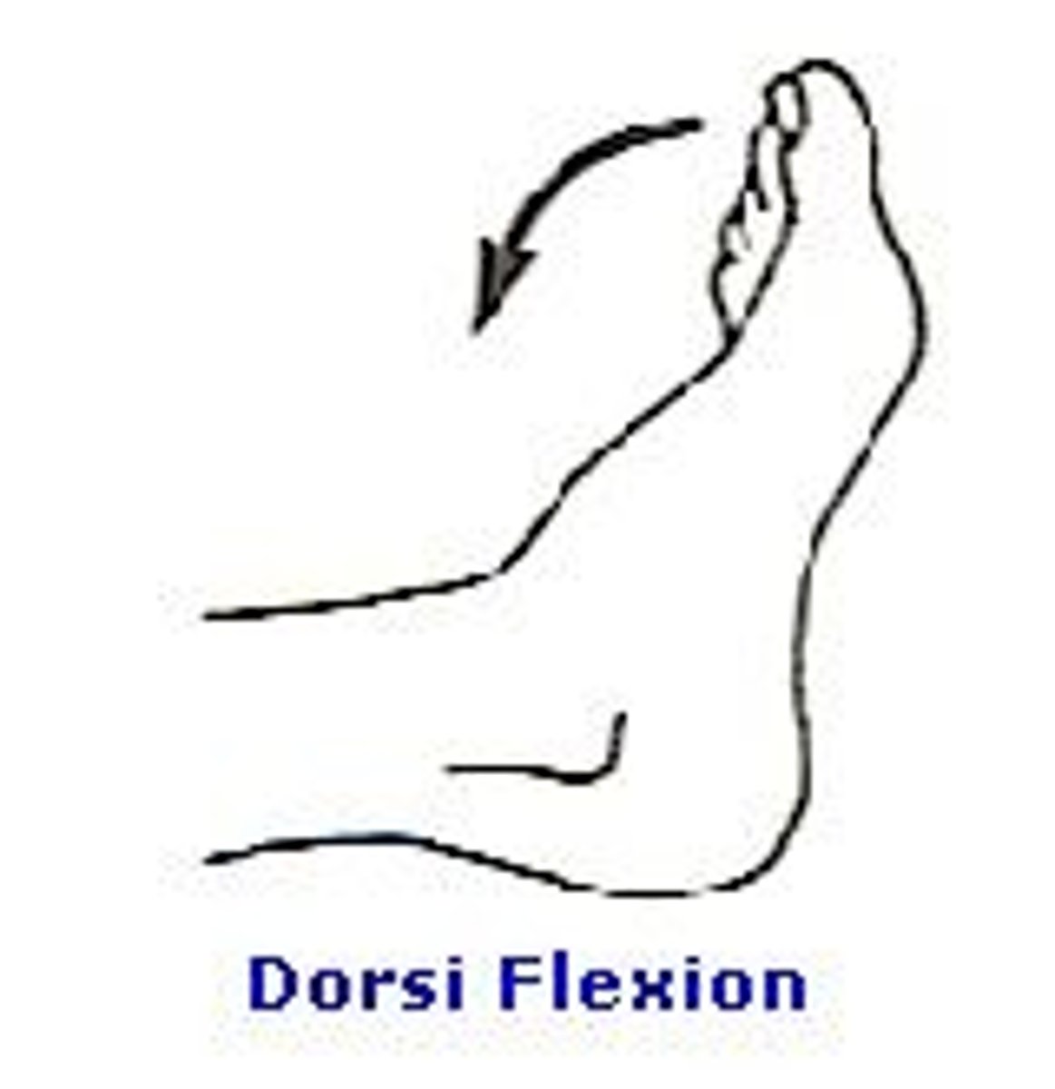 <p>moving the top of the foot towards the shin(Flexed foot)</p>