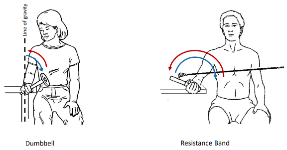 <p>These 2 isotonic exercises are called what?</p>