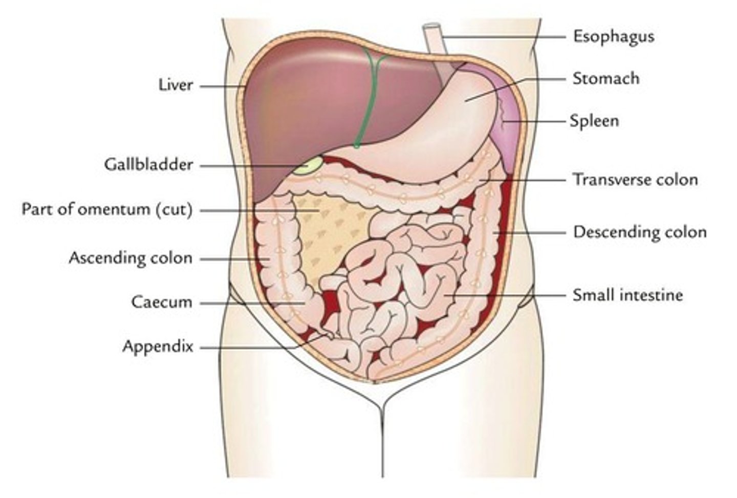 <p>The space inferior to the diaphragm, superior to the hip bones, and enclosed by the peritoneum.</p>