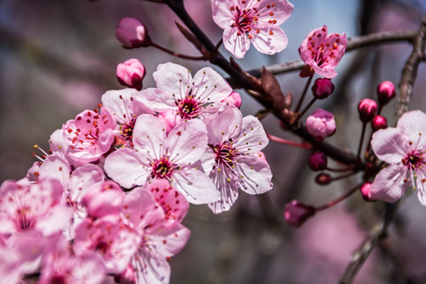 <p>flowers growing on trees — kwiaty / kwitnienie</p>