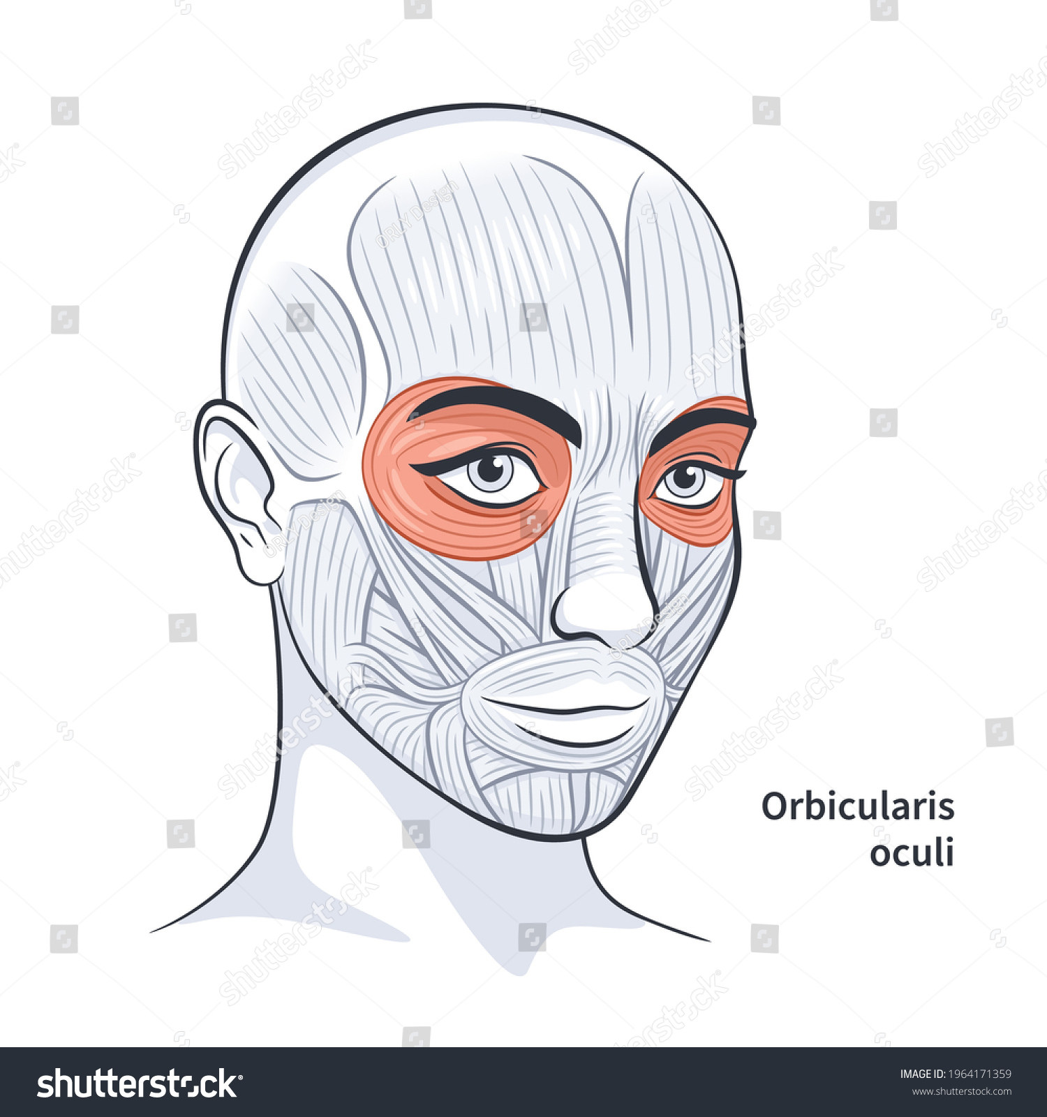 <p>Closes eyelids (blinking, squinting).</p>