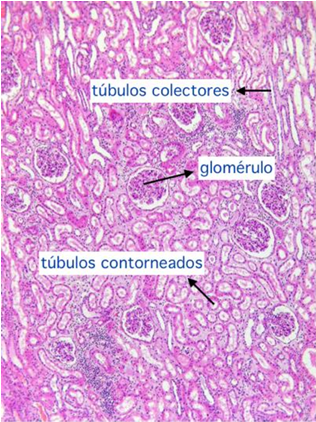 <p>Zona cortical</p><p>Laberint cortical:</p><ul><li><p>glomèruls, túbuls contornejats i porció proximal dels colectors</p></li></ul><p>IMPORTANTE: No hay manera de reconocer a nivel histológico si un tubo de la zona cortical es proximal o es distal.</p>