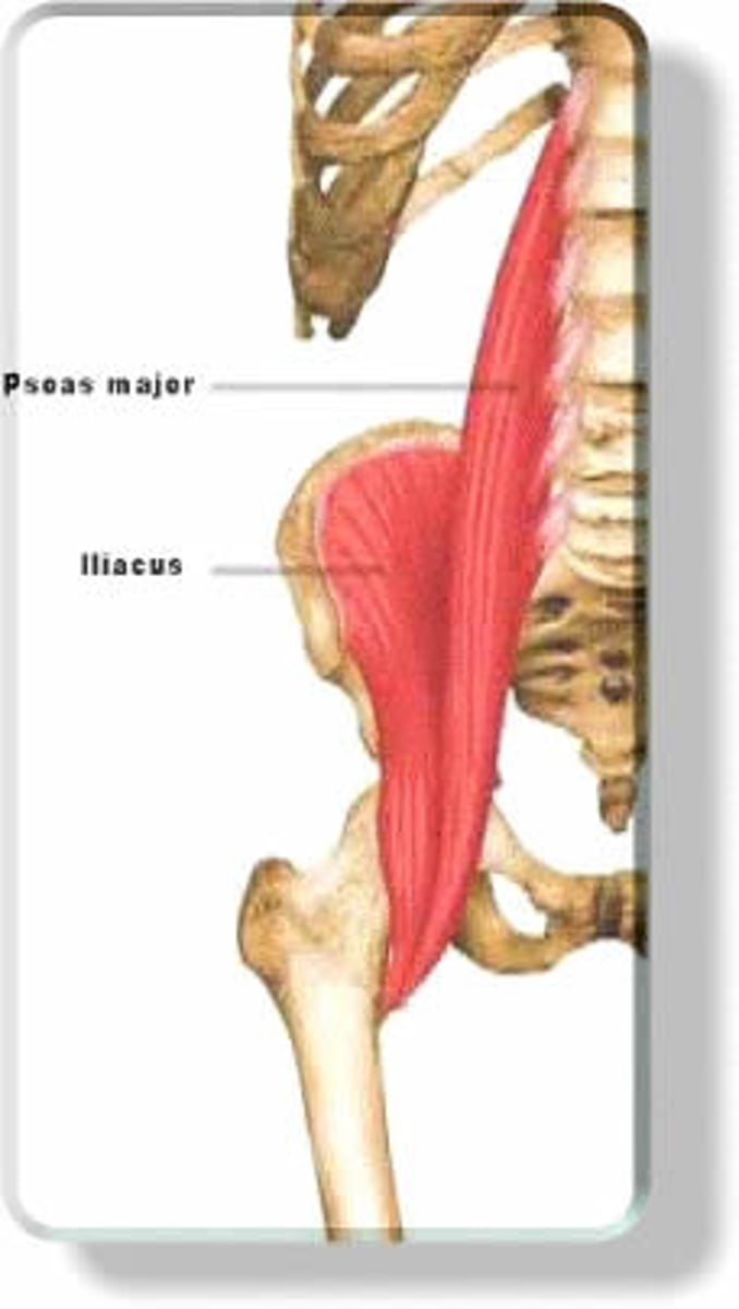 <p>femoral nerve</p>
