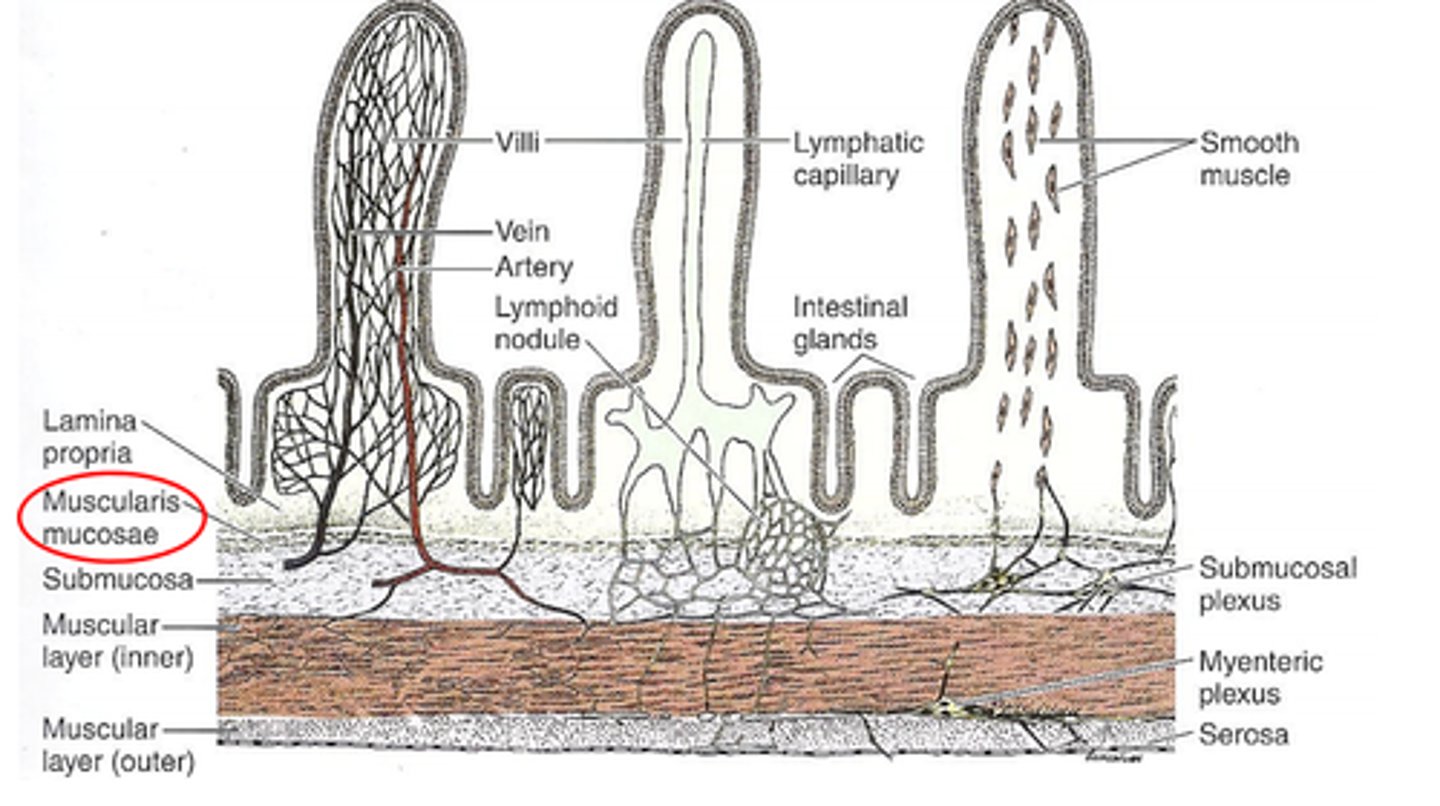<p>- these glands are deep folds of the mucosa between the villi and secrete intestinal juices</p><p>LOOK AT PICTURE IN NOTES</p>