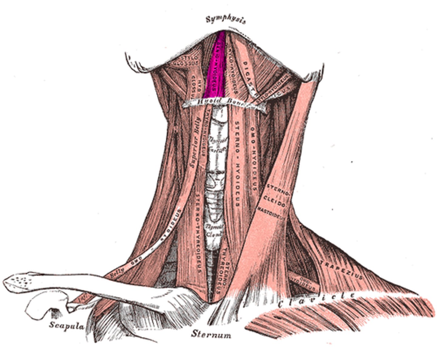 <p>-<span style="color: #fd1d1d"> from mandible to hyoid bone</span></p><p><span style="color: #fd1d1d">- draws hyoid forward/depress jaw</span></p><p><span style="color: #fd1d1d">- CN 12</span></p>