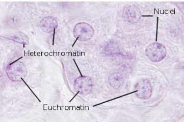 <ul><li><p>euchromatin: relaxed chromatin that is transcriptionally active</p></li><li><p>heterochromatin: more condensed--no transcription (NOT active)</p></li></ul><p></p>