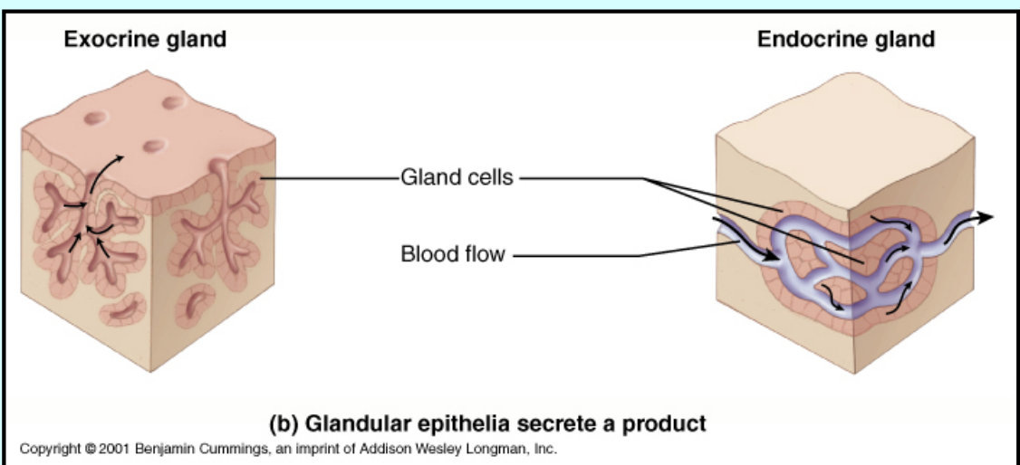 <ol start="3"><li><p>Glandular - secrete a product</p></li></ol>