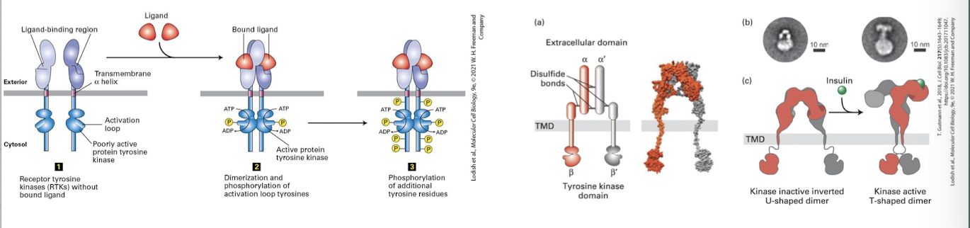 <p>Ligand binding induces RTK receptors to dimerize: A conformational change in the extracellular domain promotes molecular complementarity and dimerization.</p><p>bings two cytosolic domains together</p><p>basal kinase activity allows each RTK to <strong>auto-cross phosphorylate: </strong>they phosphorylate one another’s activation loop</p><p>this induces conformational change that triggers full kinase activity </p>