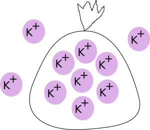<p>The potassium ion (K+) concentrations inside and outside of an artificial cell are shown below. This artificial cell is not permeable to potassium ions. Therefore, the NET movement of water is __________.</p><ol><li><p>out of the cell</p></li><li><p>into the cell</p></li><li><p>there is no net movement of water in this situation</p></li></ol><p></p>