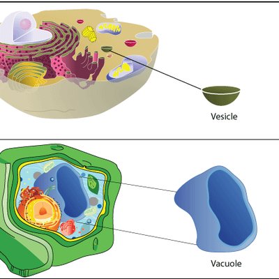 <ul><li><p>Organelles that store and transport substances</p></li><li><p>Acts as digestive function in plant cells.</p></li></ul><p></p>