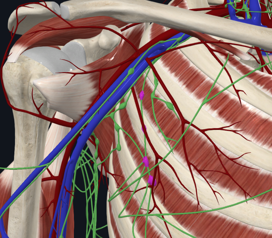 <p>What are these lymph nodes</p>